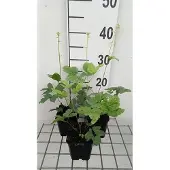 GRDplanten 6x Zilverkaars - Actaea pachypoda 'Misty Blue' | 9x9 cm pot