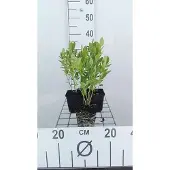 GRDplanten 6x Vuurwerkplant - Dictamnus alb. 'Albiflorus' | 9x9 cm pot