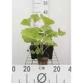 GRDplanten 6x Groot Hoefblad - Petasites hybridus (officinalis) | 9x9 cm pot