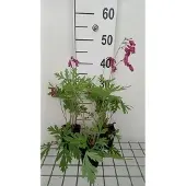GRDplanten 6x Gebroken hartje - Dicentra form. Bacchanal' | 9x9 cm pot