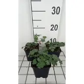 GRDplanten 6x Ooievaarsbek - Geranium sang. 'Apfelblüte' | 9x9 cm pot