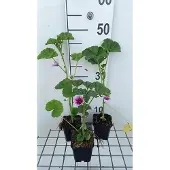 GRDplanten 6x Muskuskaasjeskruid - Malva sylv. 'Zebrina' | 9x9 cm pot