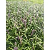 GRDplanten 6x Leliegras - Liriope musc. 'Evergreen Giant' | 9x9 cm pot