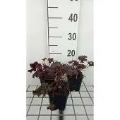 GRDplanten 6x Purperklokje - Heuchera hybr. 'Purple Petticoats' | 9x9 cm pot