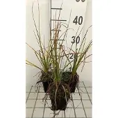 GRDplanten 6x Vuurpijl - Kniphofia hybr. 'Nancy Red' | 9x9 cm pot