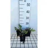 GRDplanten 6x Kokardebloem - Gaillardia hybr. 'Tokayer' | 9x9 cm pot