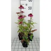 GRDplanten 6x Zonnehoed - Echinacea purp. Pow Wildberry' | 9x9 cm pot