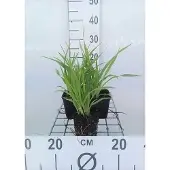 GRDplanten 6x Daglelie - Hemerocallis hybr. 'Lemon Bells' | 9x9 cm pot