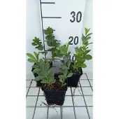 GRDplanten 6x Valse Indigo - Baptisia australis | 9x9 cm pot