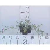 GRDplanten 6x Ooievaarsbek - Geranium hybr. 'Dilys' | 9x9 cm pot