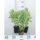 GRDplanten 6x Sedum spect. 'Stardust'