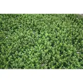 GRDplanten 6x Aster - Aster macrophyllus | 9x9 cm pot