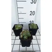 GRDplanten 6x Huislook - Sempervivum hybr. 'Jubilee' | 9x9 cm pot