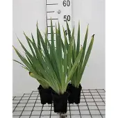 GRDplanten 6x Blauwogengras - Sisyrinchium striatum (lutescens) | 9x9 cm pot
