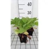 GRDplanten 6x Vingerhoedskruid - Digitalis hybr. Pam's Choice' | 9x9 cm pot