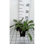 GRDplanten 6x Margriet - Leucanthemum (m) 'Wirral Supreme' | 9x9 cm pot