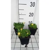 GRDplanten 6x Middagbloempje - Delosperma congestum 'Gold Nugget' | 9x9 cm pot