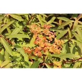 GRDplanten 6x Wolfsmelk - Euphorbia griffithii 'Dixter' | 9x9 cm pot