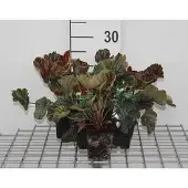 GRDplanten 6x Damastbloem - Heuchera hybr. 'Beauty Colour' | 9x9 cm pot