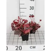 GRDplanten 6x Damastbloem - Heuchera hybr. 'Autumn Leaves' | 9x9 cm pot