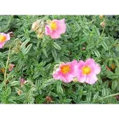 GRDplanten 6x Zonneroosje - Helianthemum hybr. 'Lawrenson's Pink' | 9x9 cm pot