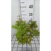 GRDplanten 6x Klokje - Campanula lact. 'Senior' | 9x9 cm pot