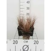GRDplanten 6 x Carex comans 'Bronze Form' - Bronzen zegge 'Bronze Form' - Pot van 9x9 cm