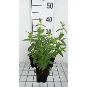 GRDplanten 6x Pycnanthemum - Pycnanthemum muticum | 9x9 cm pot