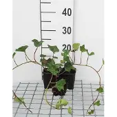 GRDplanten 12x Ierse Klimop , Atlantische Klimop - Hedera hibernica | 9x9 cm pot