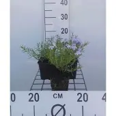 GRDplanten 6x Vlambloem - Phlox (s) 'Emerald Cushion Blue' | 9x9 cm pot