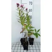GRDplanten 6x Vlambloem - Phlox (p) 'Windsor' | 9x9 cm pot