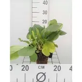 GRDplanten 6x Schoenlappersplant - Bergenia cordifolia | 9x9 cm pot