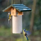 Cj Wildlife Pindacakehuis Claviere |