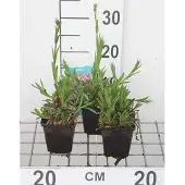 GRDplanten 6x cuculi - Koekoeksbloem - Lychnis flos | 9x9 cm pot