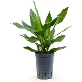 Fleurdirect Hydroplant Dracaena Fragrans Janet Lind