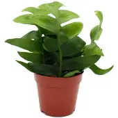 Exotenherz Epiphyllum anguliger chrysocardium - zaagbladcactus - 12 cm