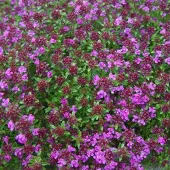 Arborix 6 x Thymus Praecox 'Creeping Red' - Tijm pot 9x9cm