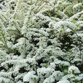 Arborix Spiraea Arguta - Spierstruik;Sneeuwspirea 30-40 cm pot