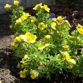 Arborix Potentilla Fruticosa 'Kobold' - Ganzerik|Vijfvingerkruid 25-30 cm in pot