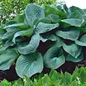 Arborix 3 x Hosta 'Big Daddy' - Hartlelie pot 9x9cm