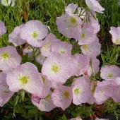 Arborix 6 x Oenothera Speciosa 'Siskiyou' - Teunisbloem pot 9x9cm