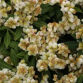 Arborix Pieris Japonica 'Sarabande' - Rotsheide 20-30 cm pot