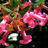Arborix Escallonia Rubra Macrantha - Escallonia 40-50 cm in pot