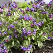 Arborix 6 x Pulmonaria 'Smokey Blue' - Longkruid pot 9x9cm
