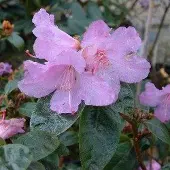 Arborix Rhododendron 'Praecox' 30-40 cm in pot