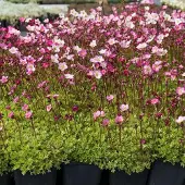 Arborix 6 x Saxifraga 'Bluetenteppich' - Steenbreek pot 9x9cm