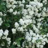 Arborix Philadelphus 'Virginal' - Boerenjasmijn 50-60 cm in pot