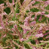 Arborix Tamarix Tetrandra - Tamariks 60-80 cm in pot