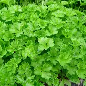 Arborix 6 x Petroselinum Crispum - Peterselie pot 9x9cm