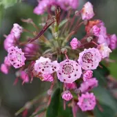 Arborix Kalmia Polifolia - Laurierroos;Breedbladige lepelstruik 20-25 cm pot